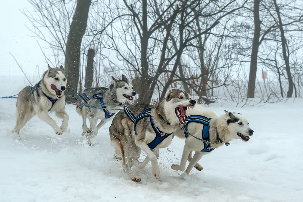 Schlittenhunderennen