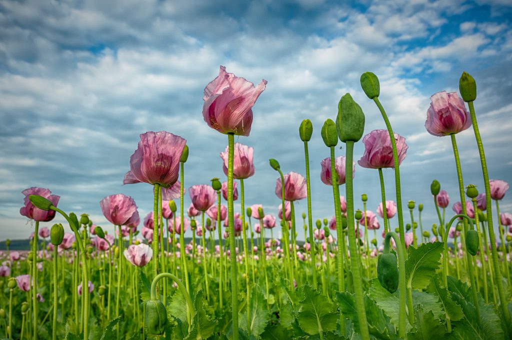 Mohnblumen